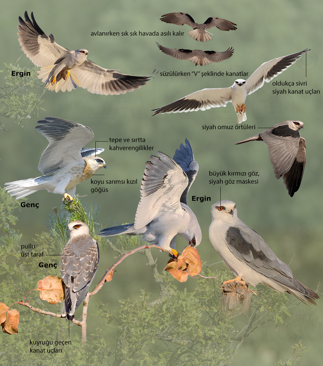 Black-winged Kite