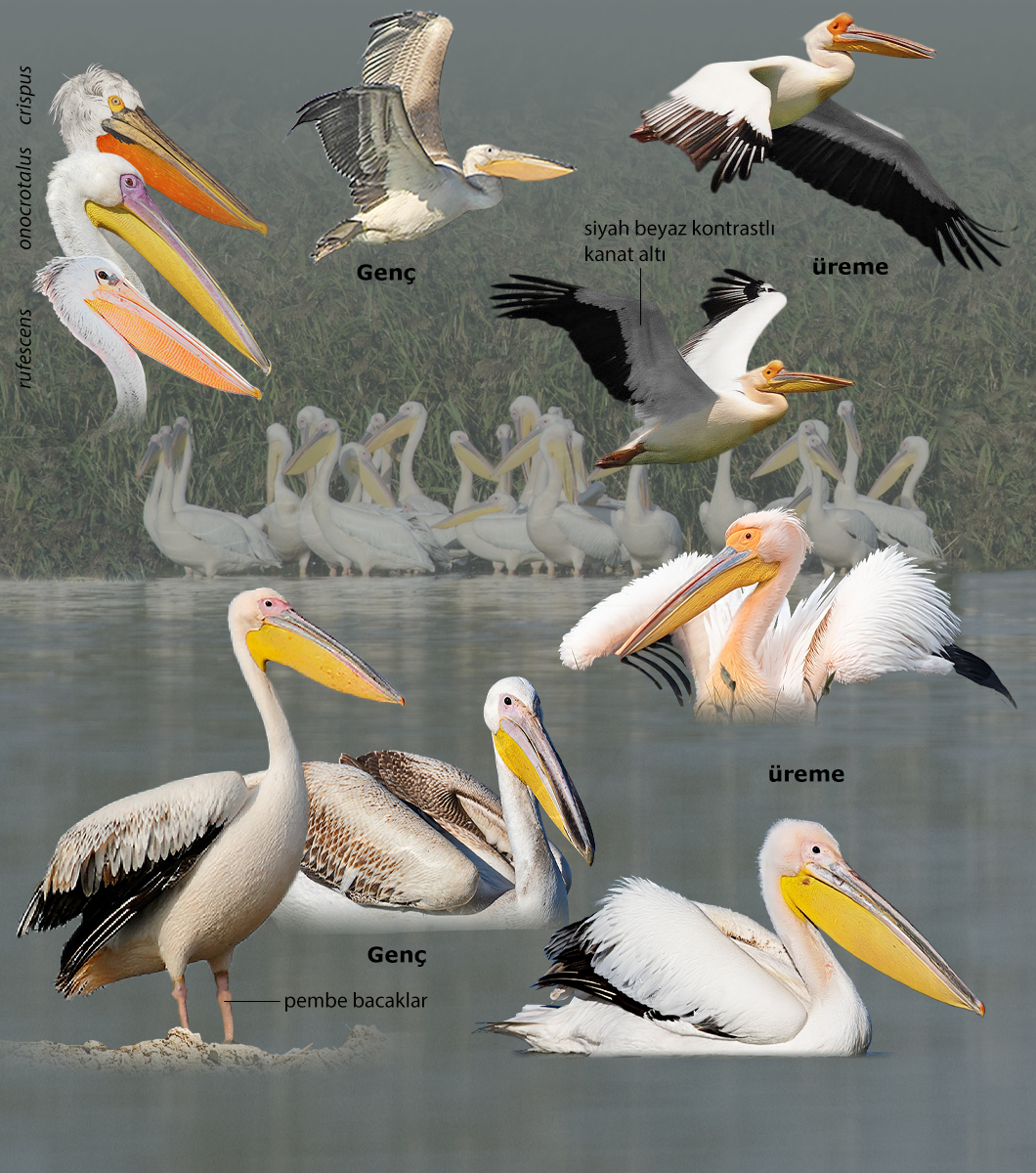 Great White Pelican