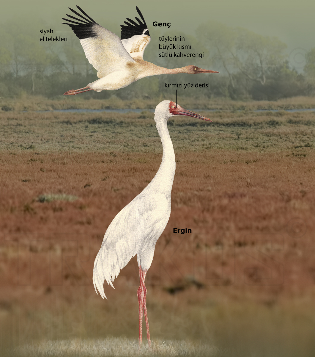 Siberian Crane
