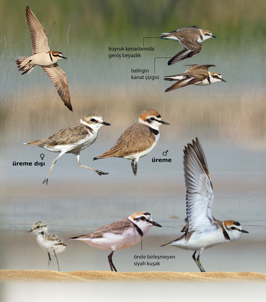Kentish Plover