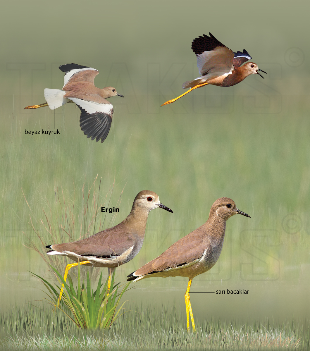 White-tailed Lapwing