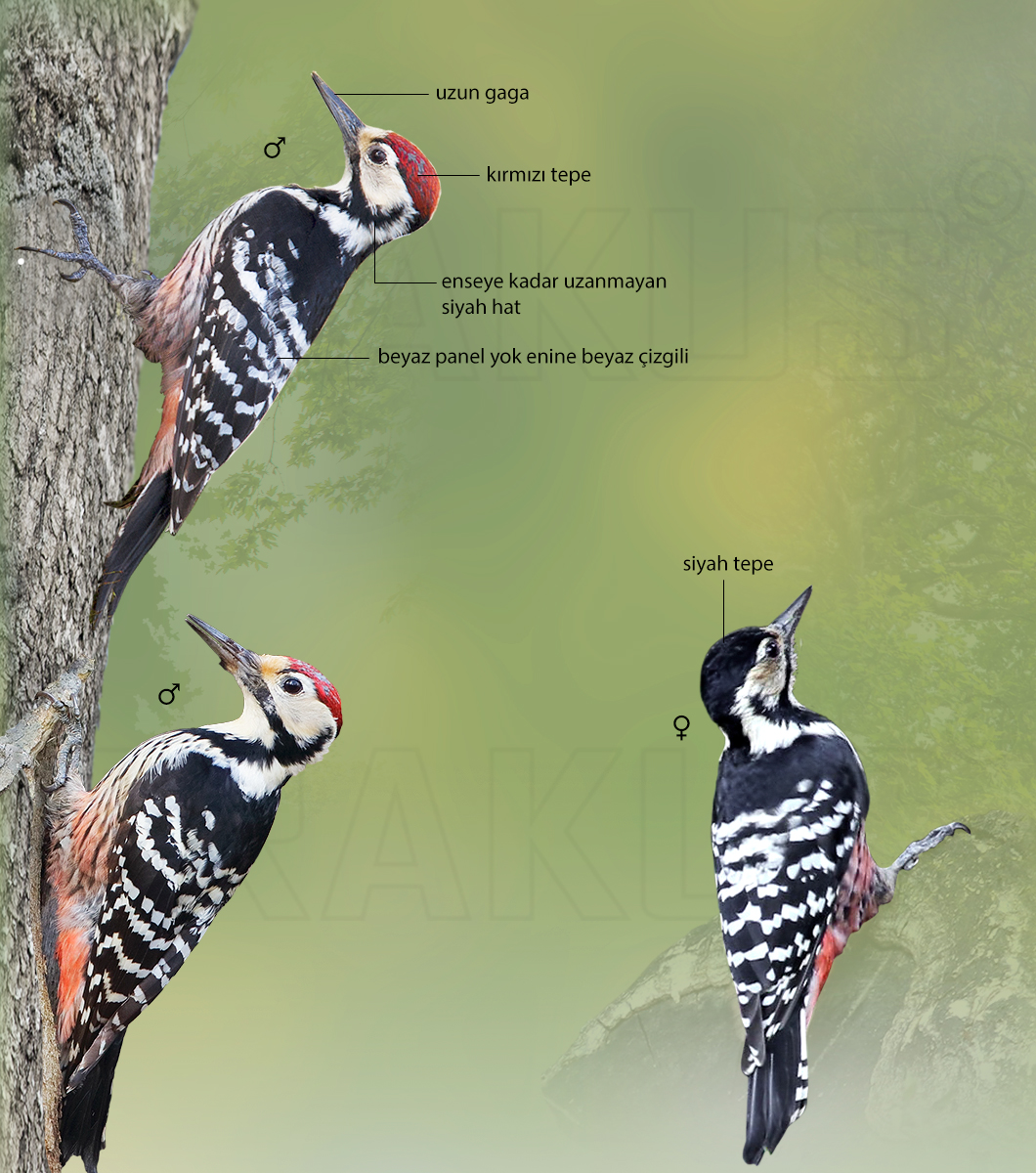 White-backed Woodpecker