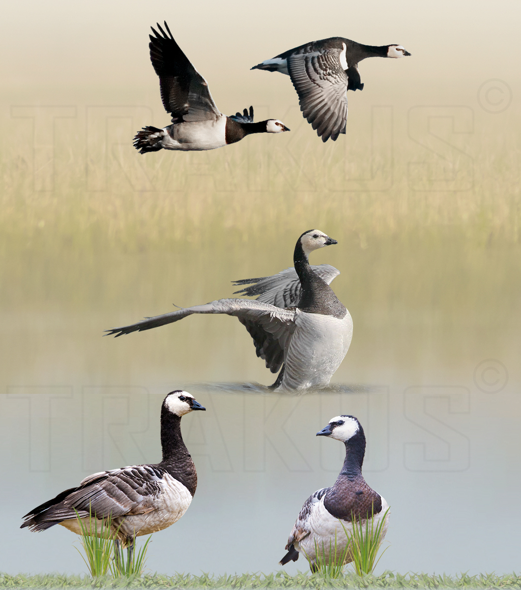 Barnacle Goose
