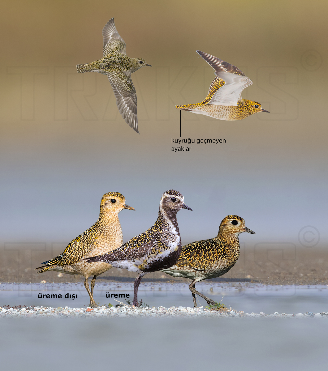 European Golden Plover
