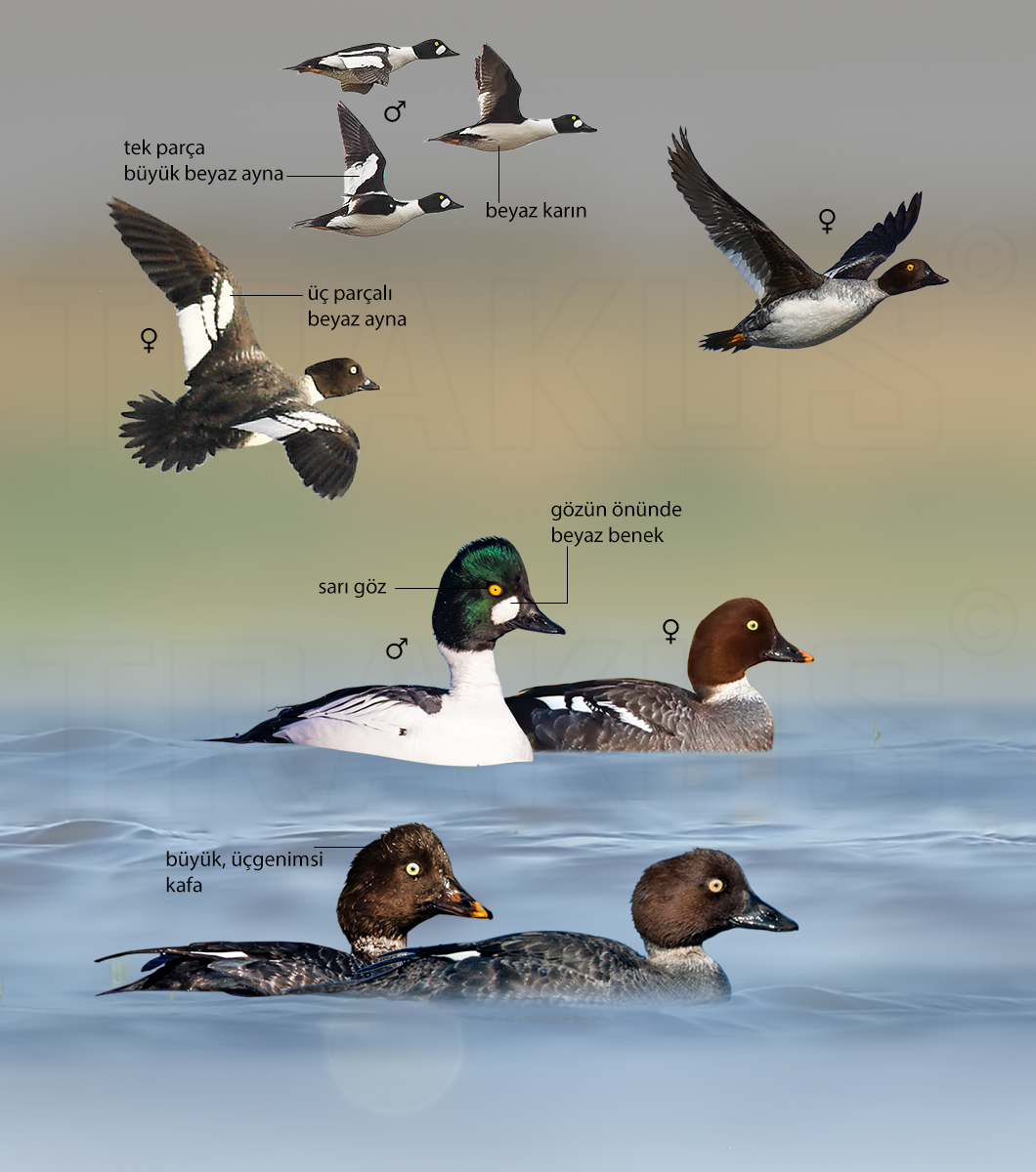 Common Goldeneye