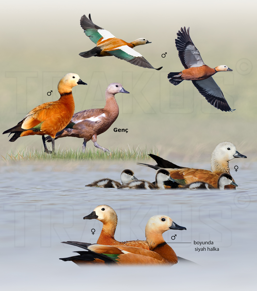 Ruddy Shelduck
