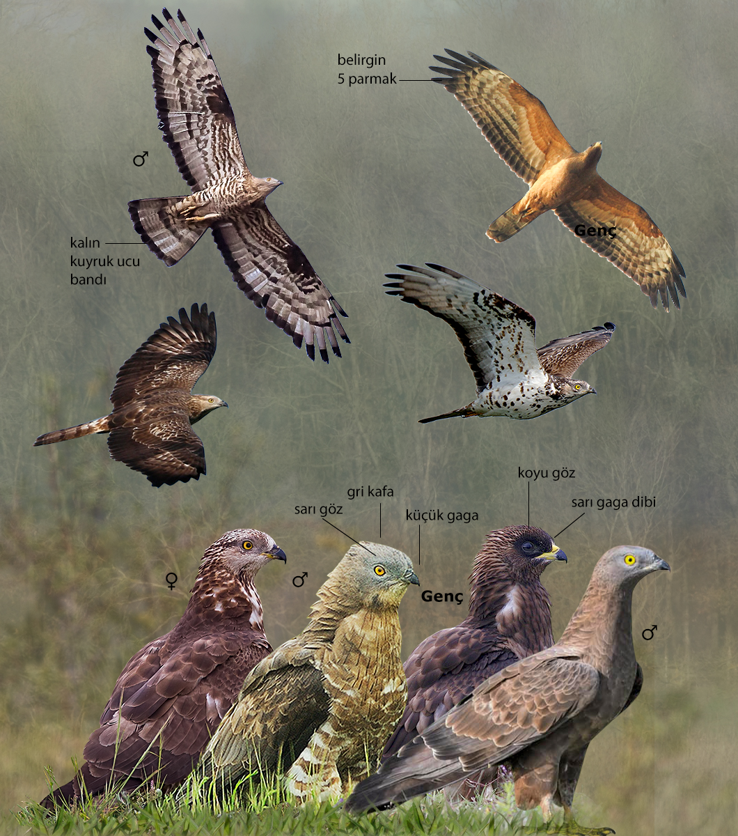 European Honey Buzzard
