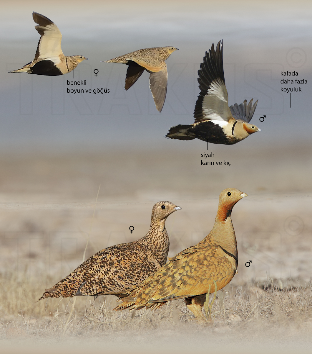 Black-bellied Sandgrouse