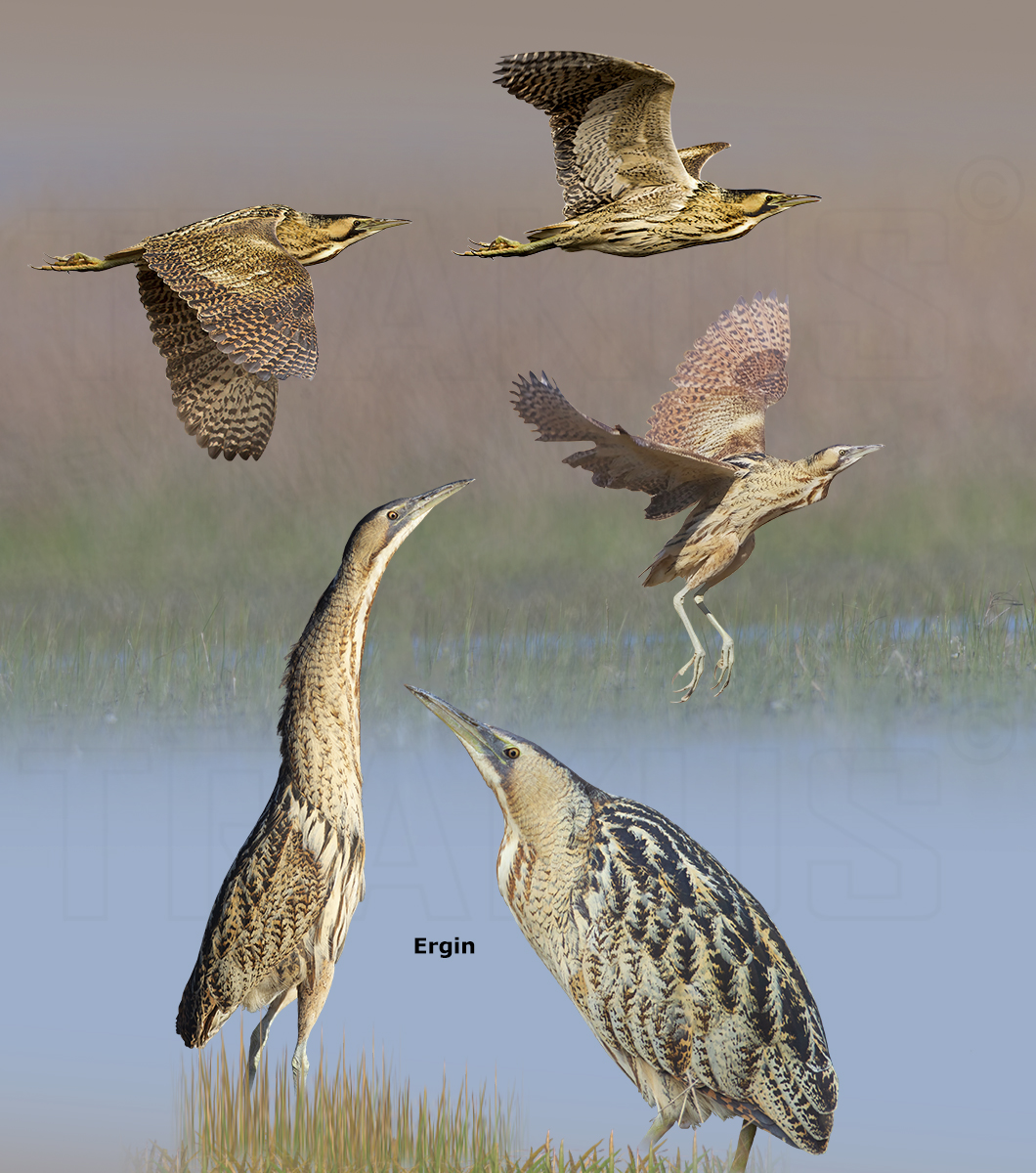 Eurasian Bittern