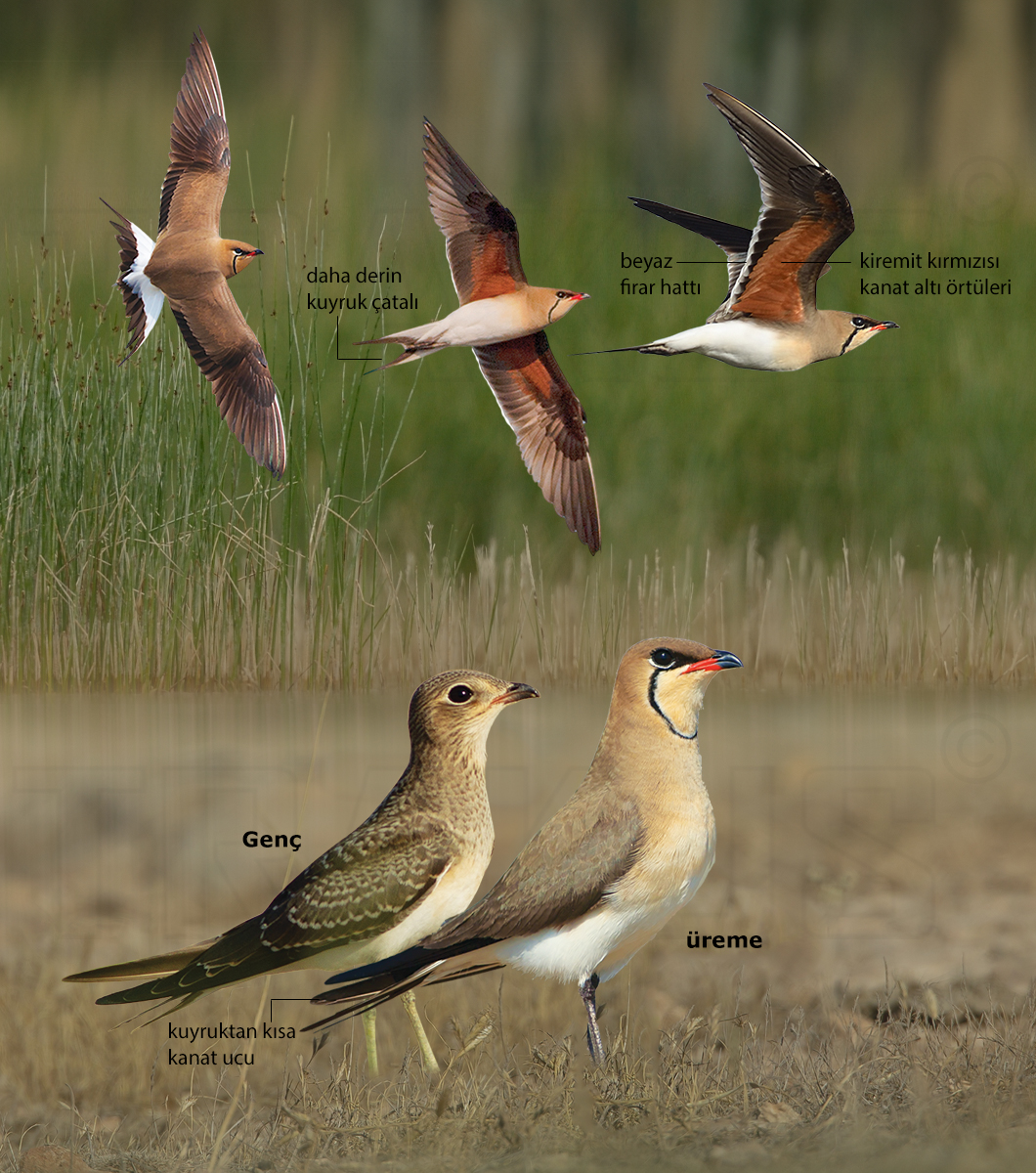 Collared Pratincole