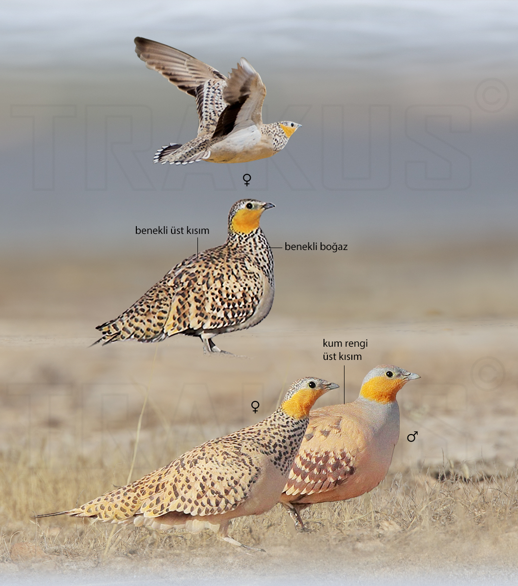Spotted Sandgrouse