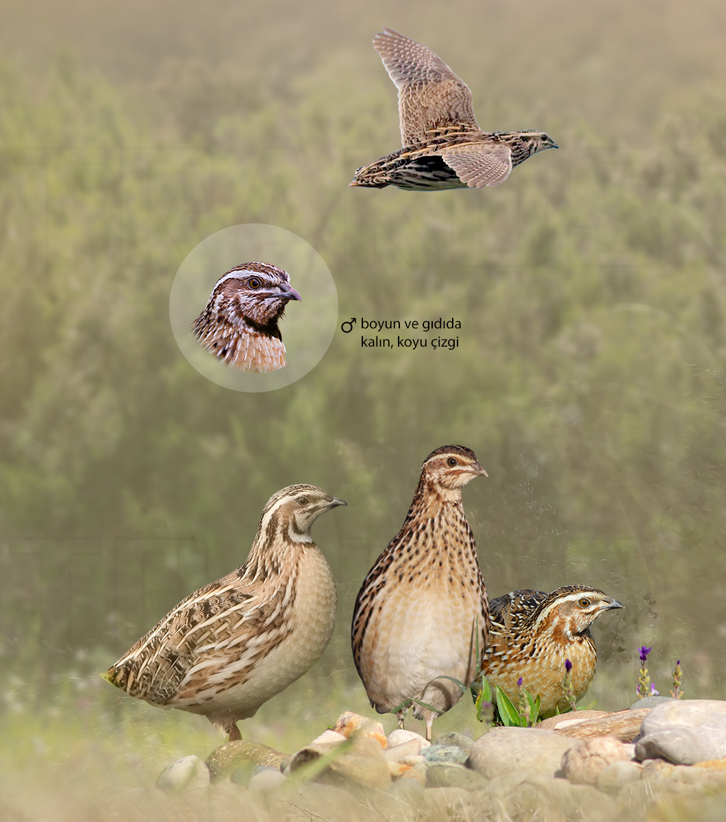 Common Quail
