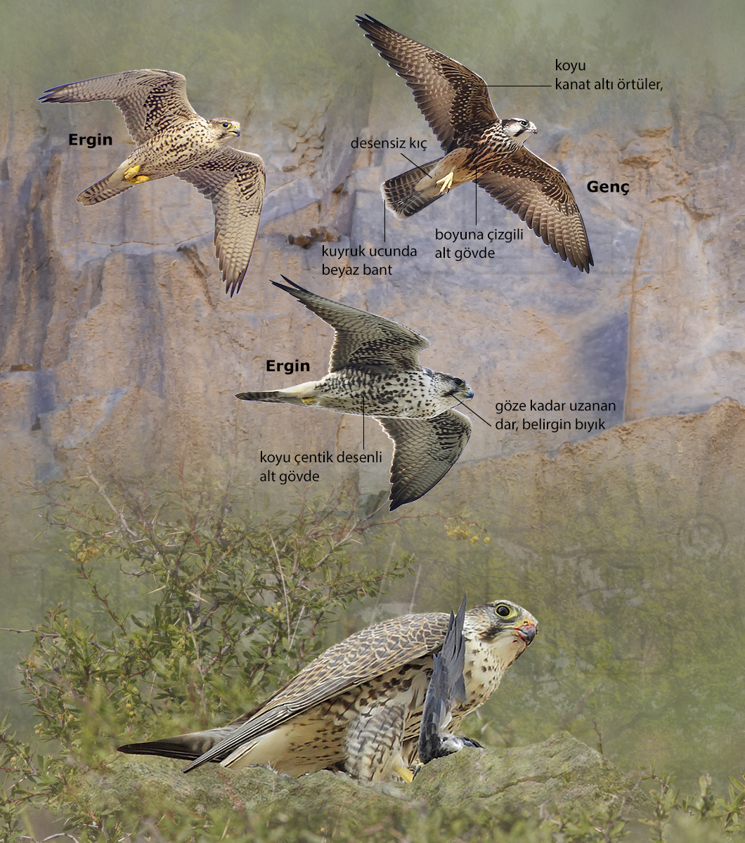 Lanner Falcon