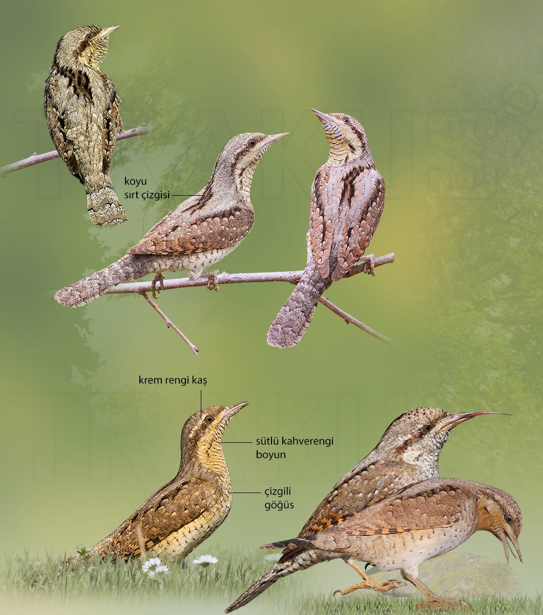 Eurasian Wryneck