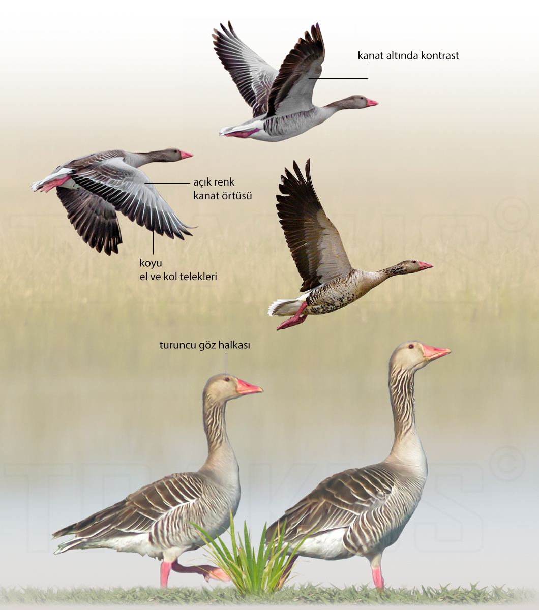 Greylag Goose