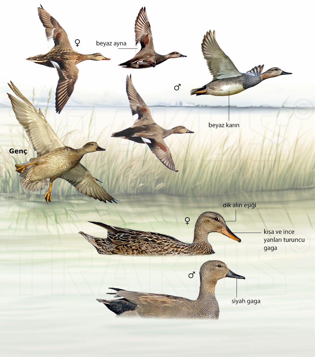 Gadwall
