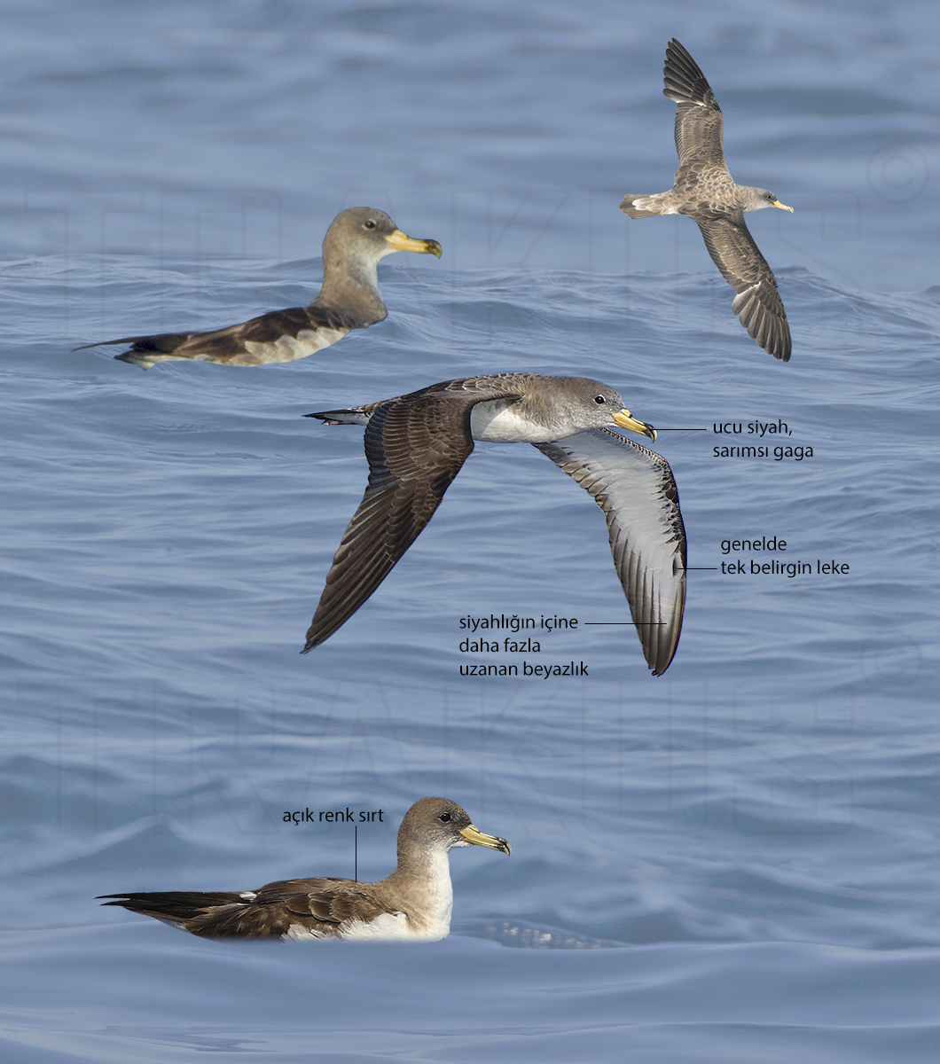 Scopoli`s Shearwater