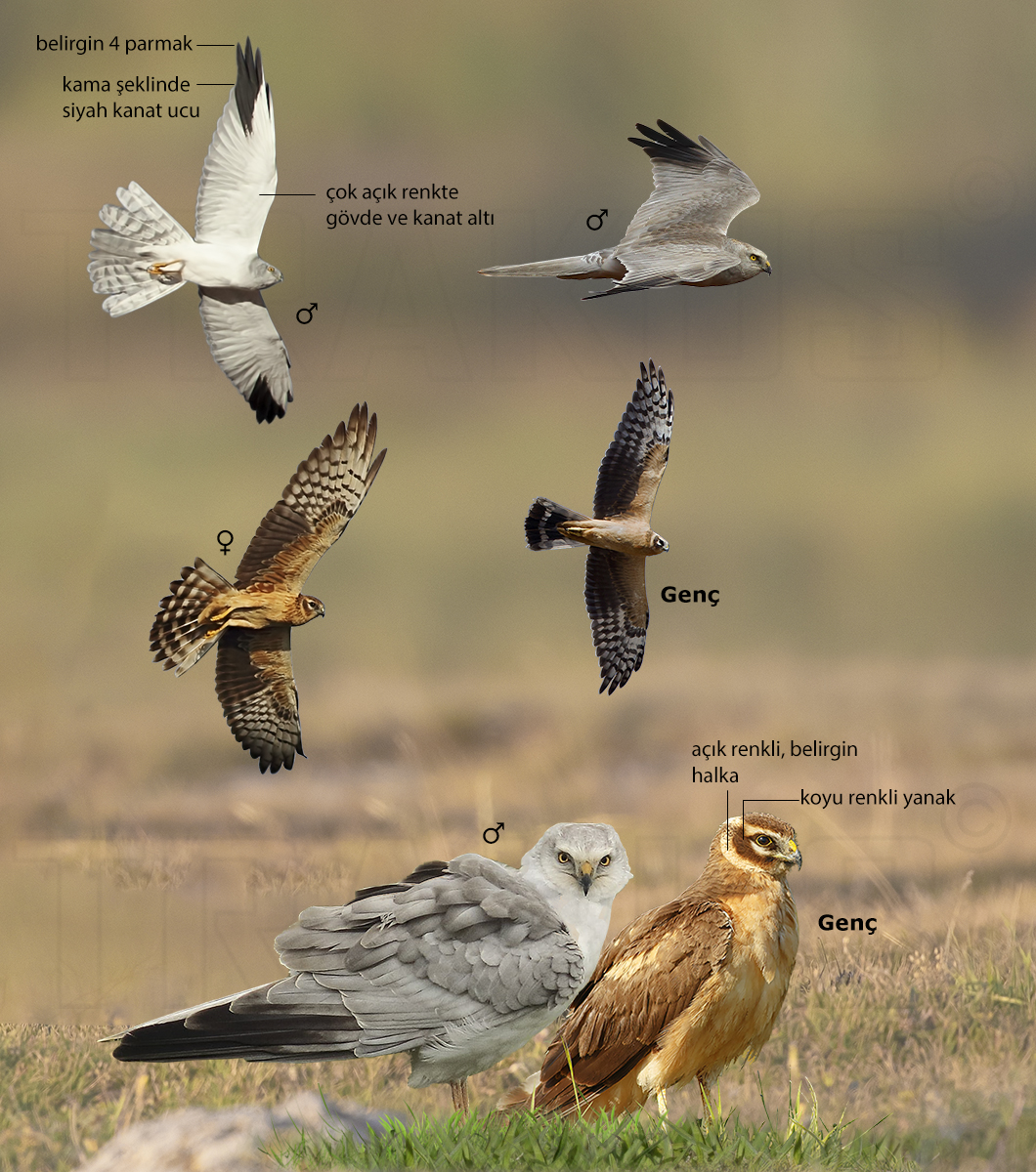 Pallid Harrier