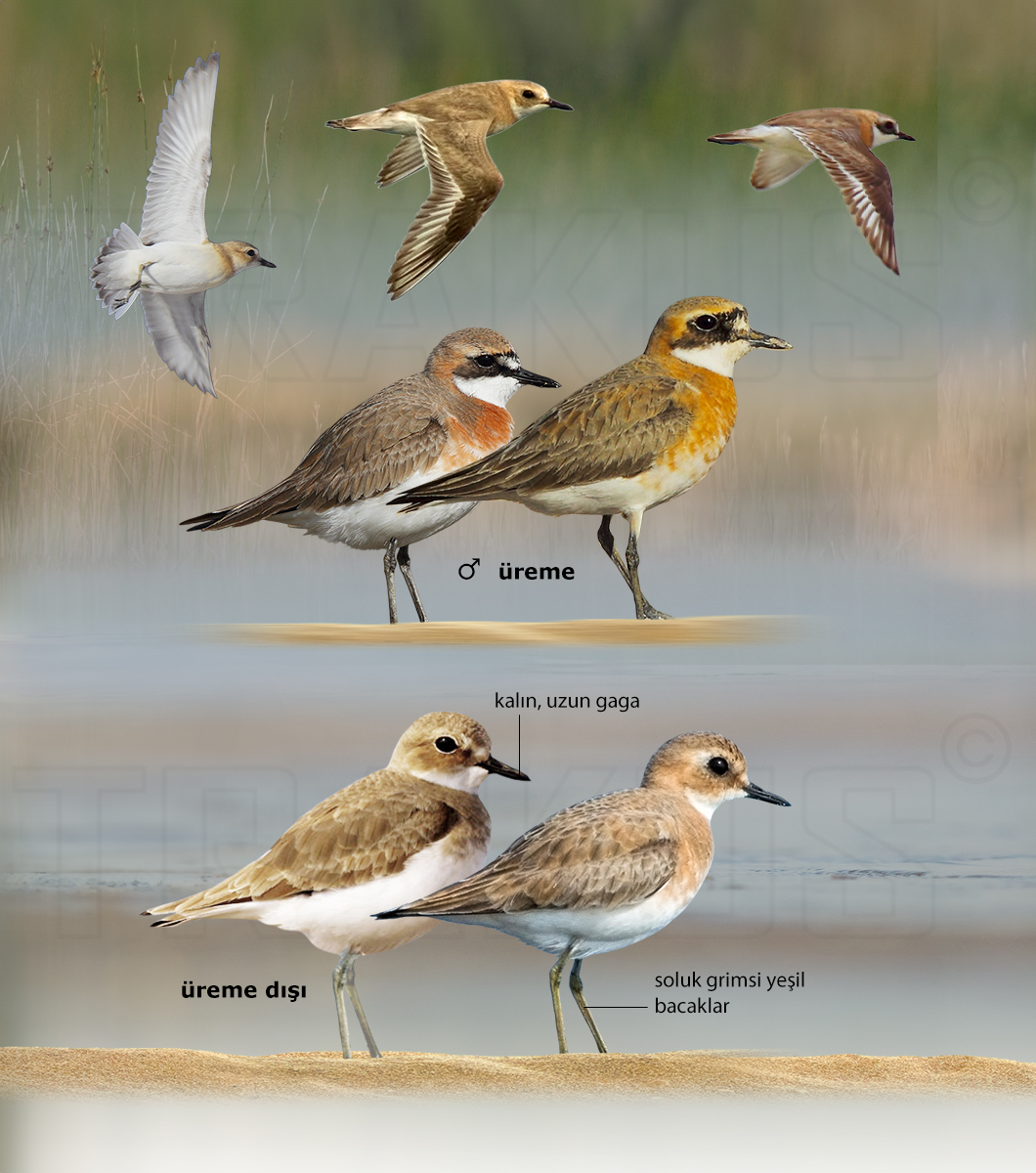 Greater Sand Plover