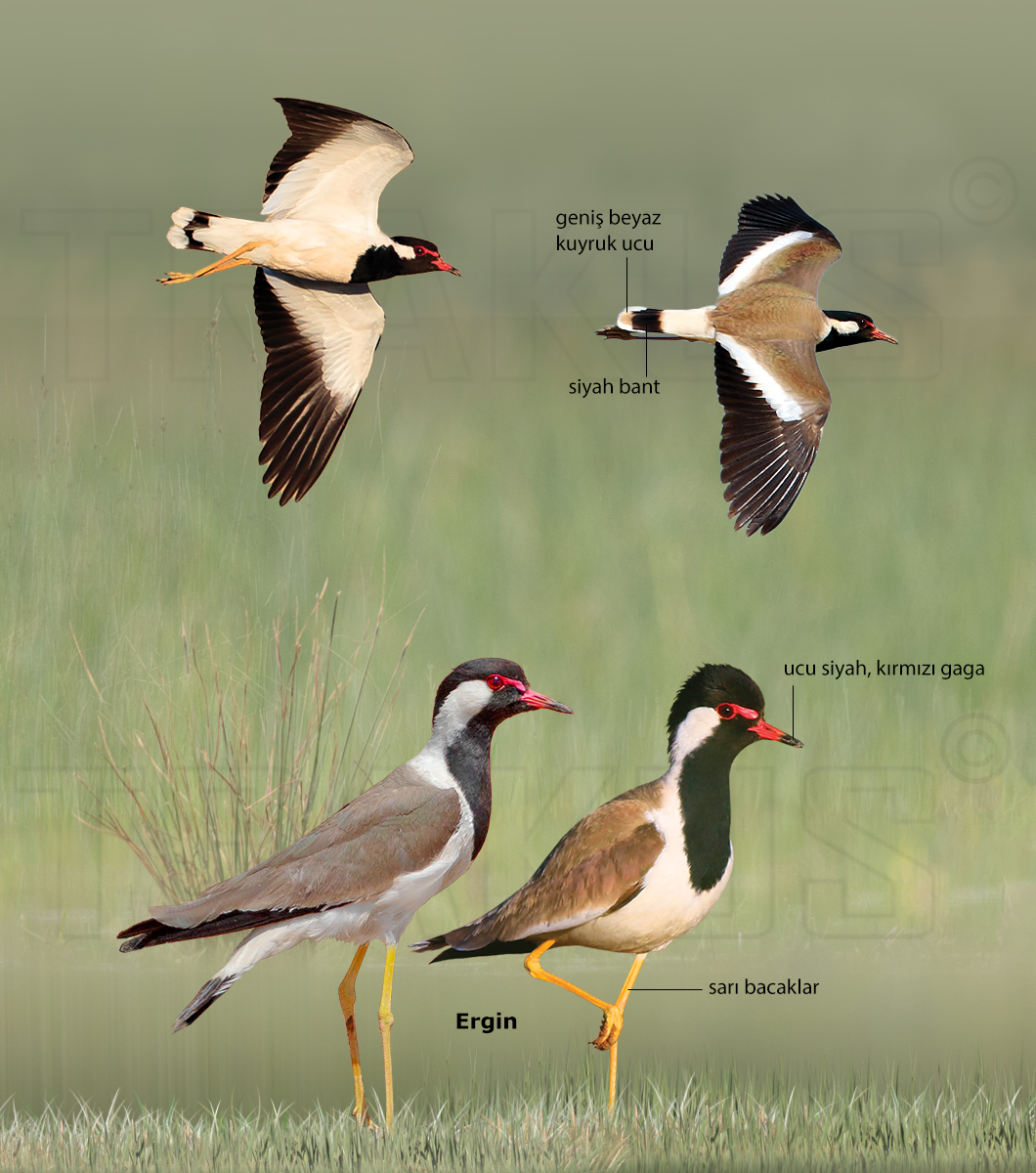 Red-wattled Lapwing