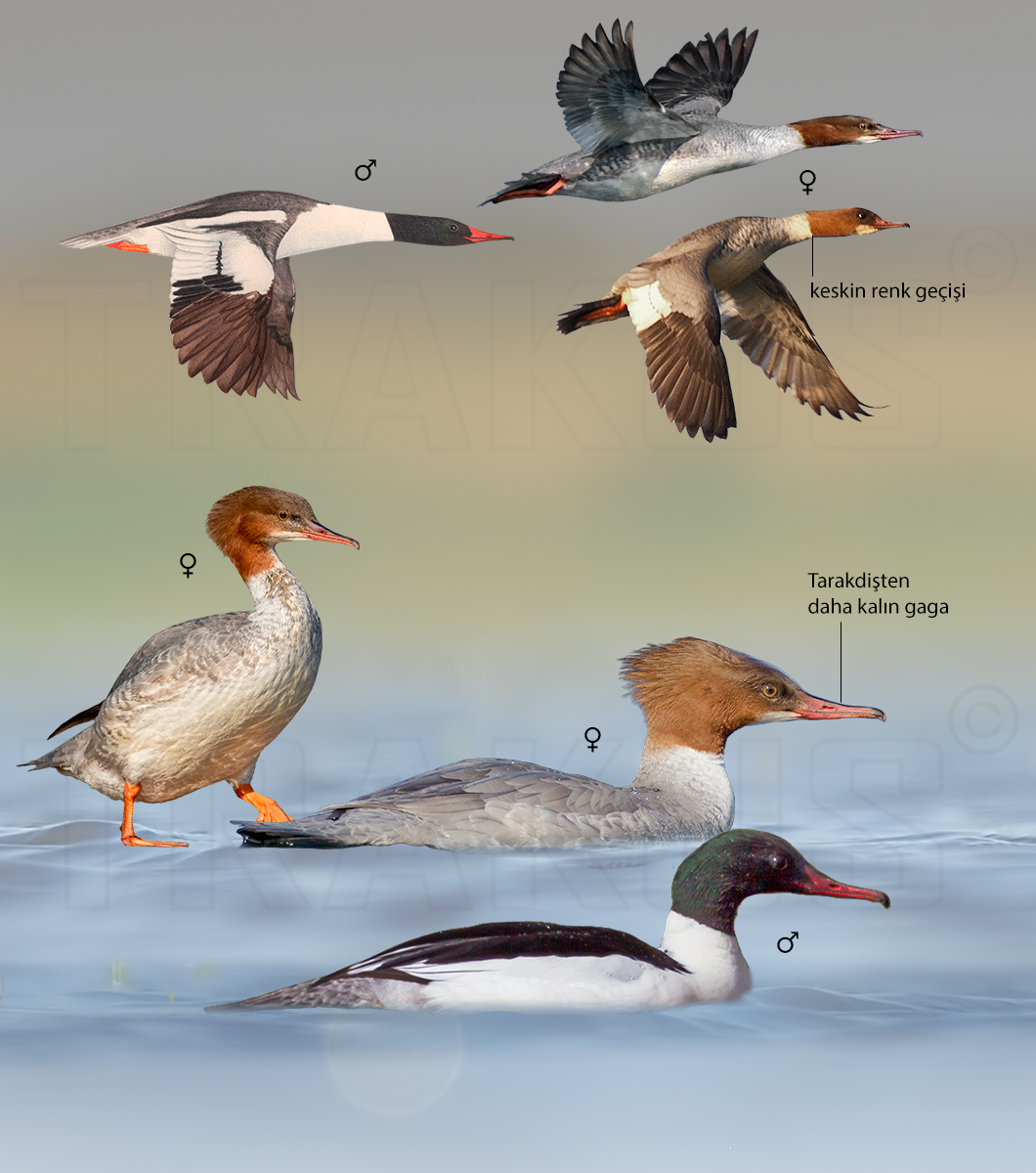 Common Merganser