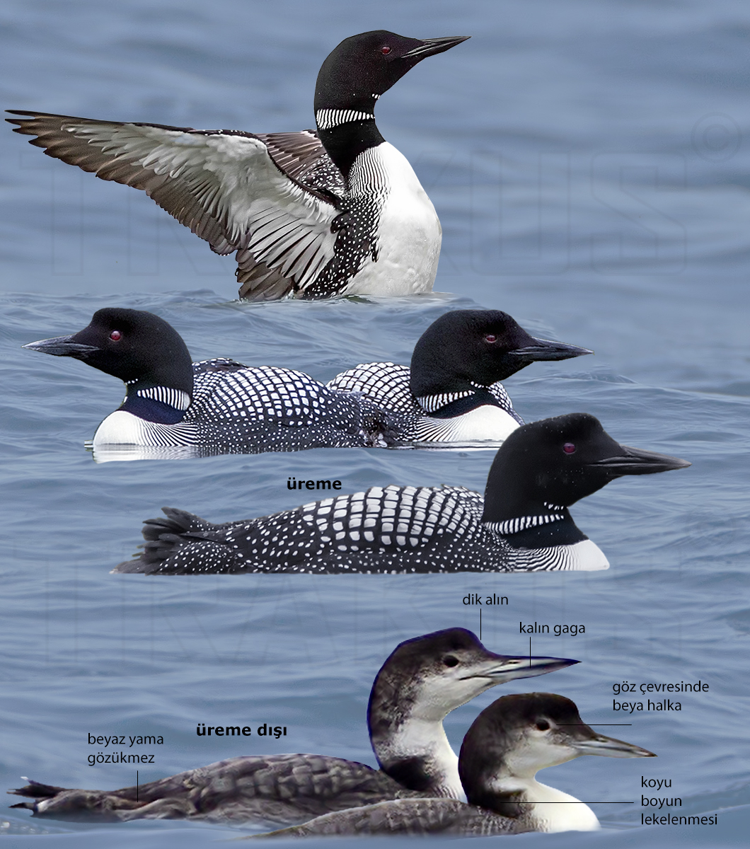 Great Northern Loon