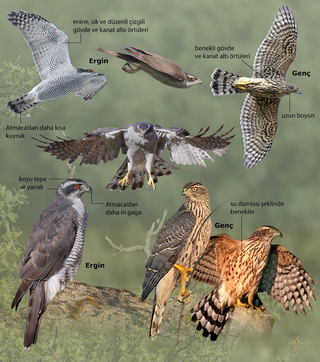 Northern Goshawk