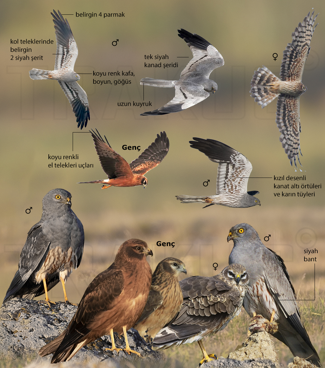 Montagu`s Harrier