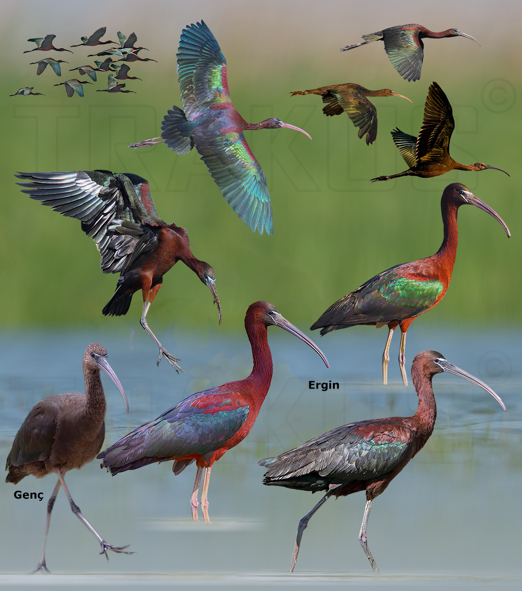 Glossy Ibis
