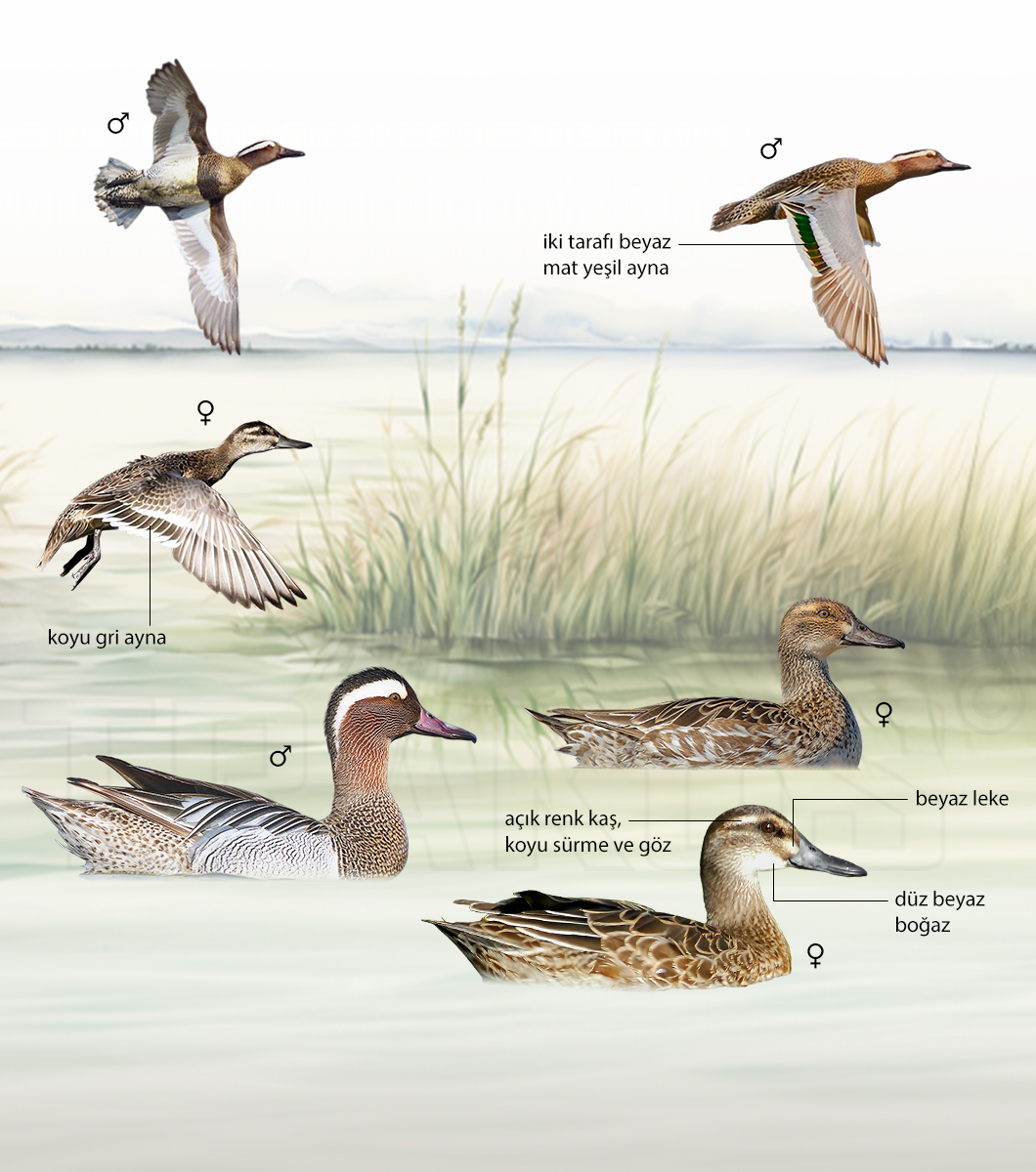Garganey