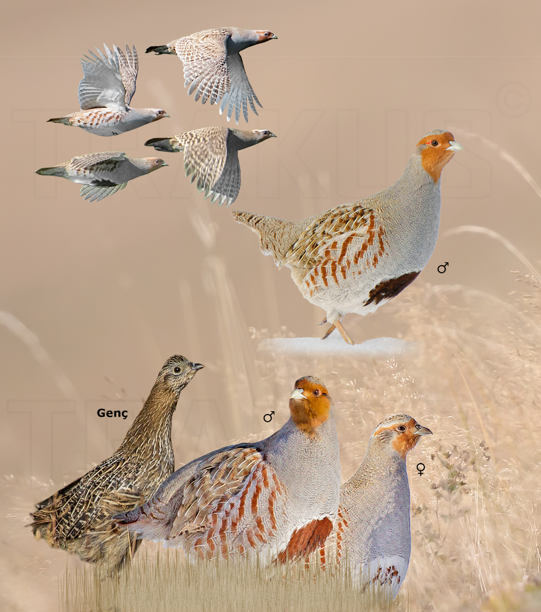 Grey Partridge