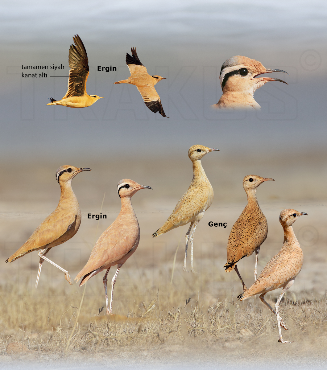 Cream-colored Courser