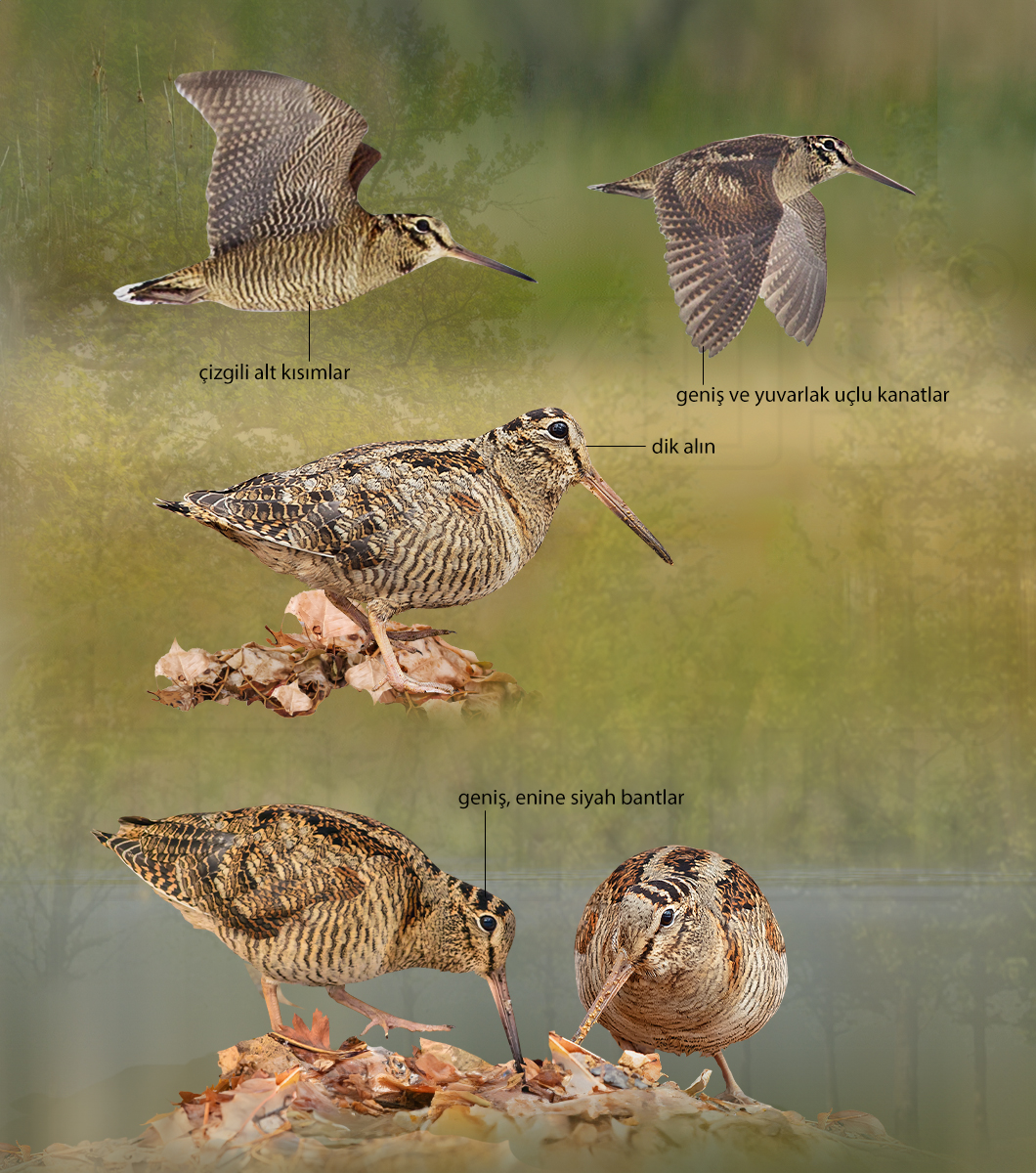 Eurasian Woodcock