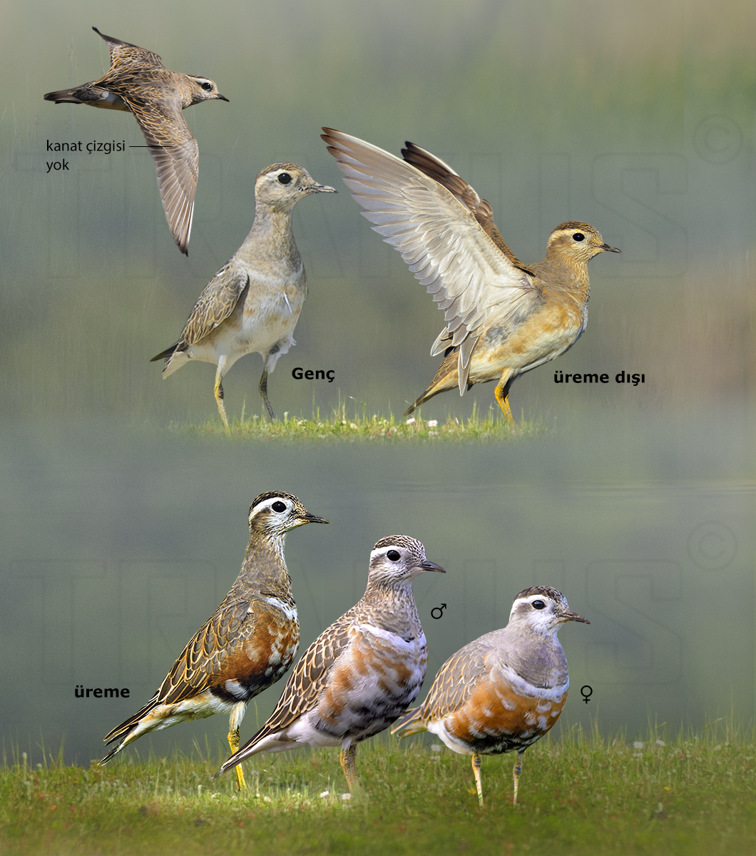 Eurasian Dotterel
