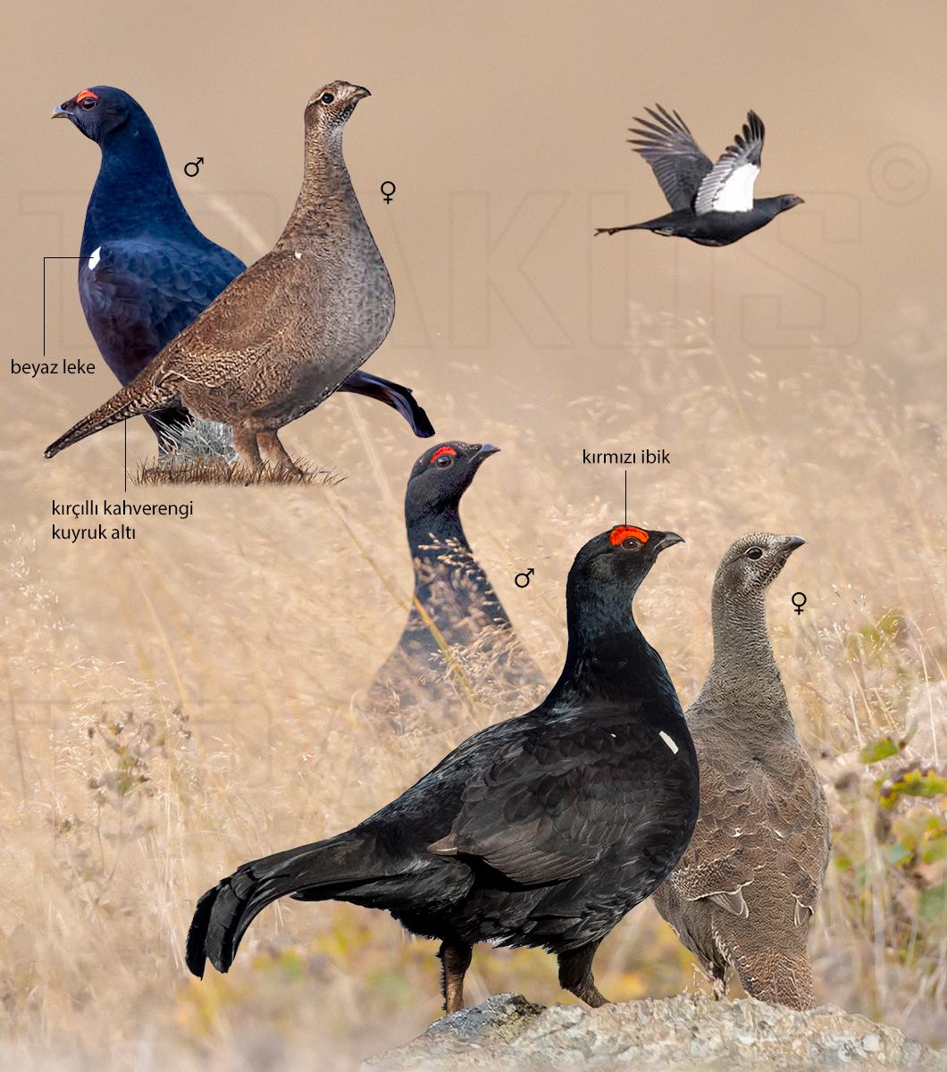 Caucasian Grouse