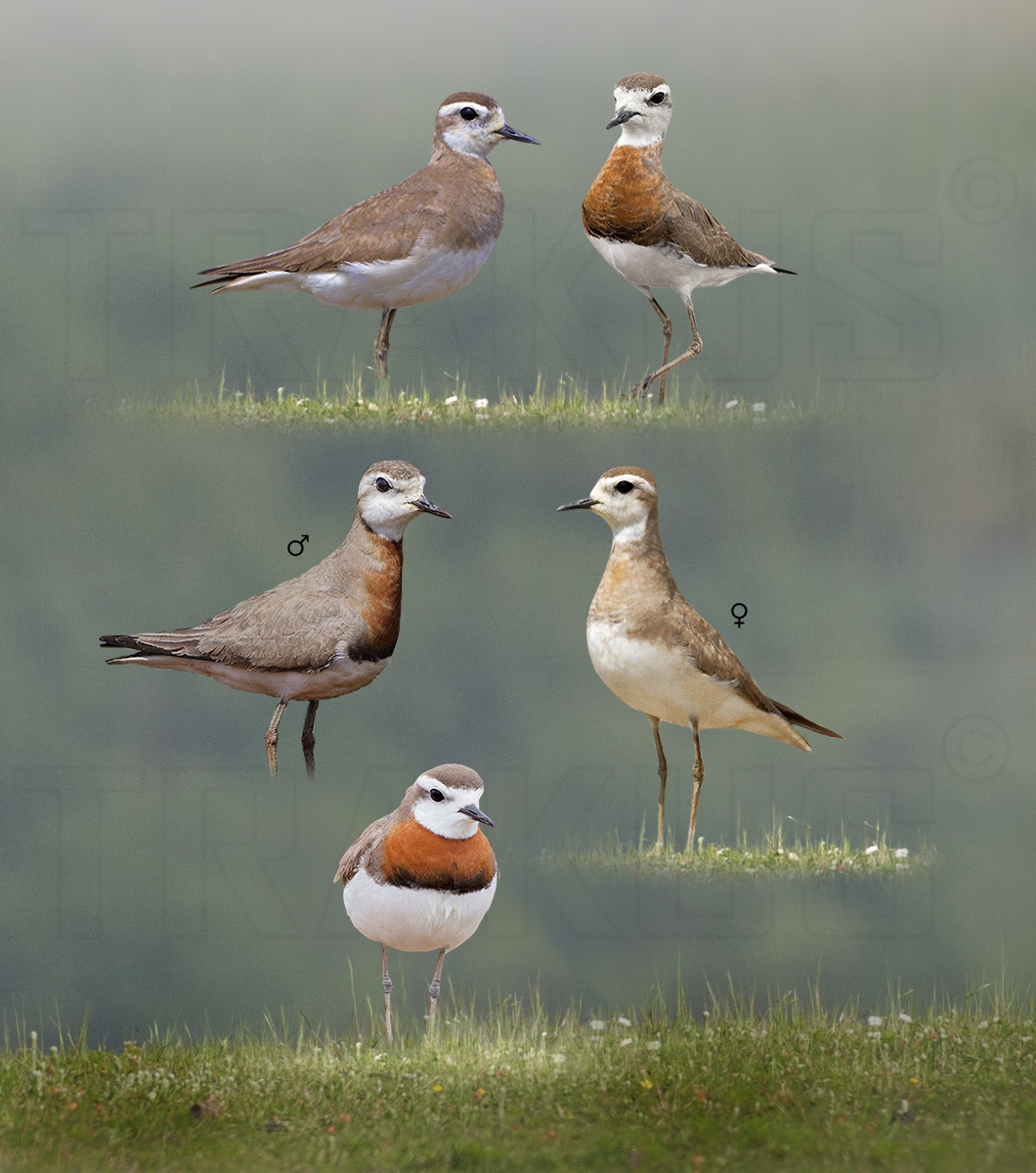 Caspian Plover