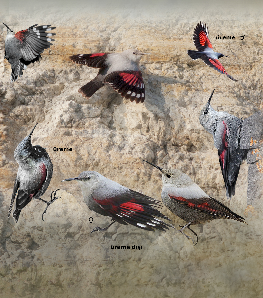 Wallcreeper