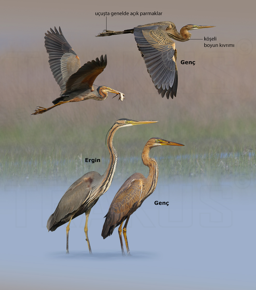Purple Heron