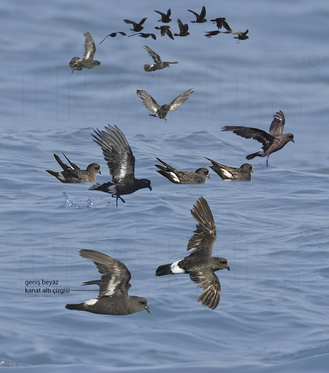 European Storm Petrel