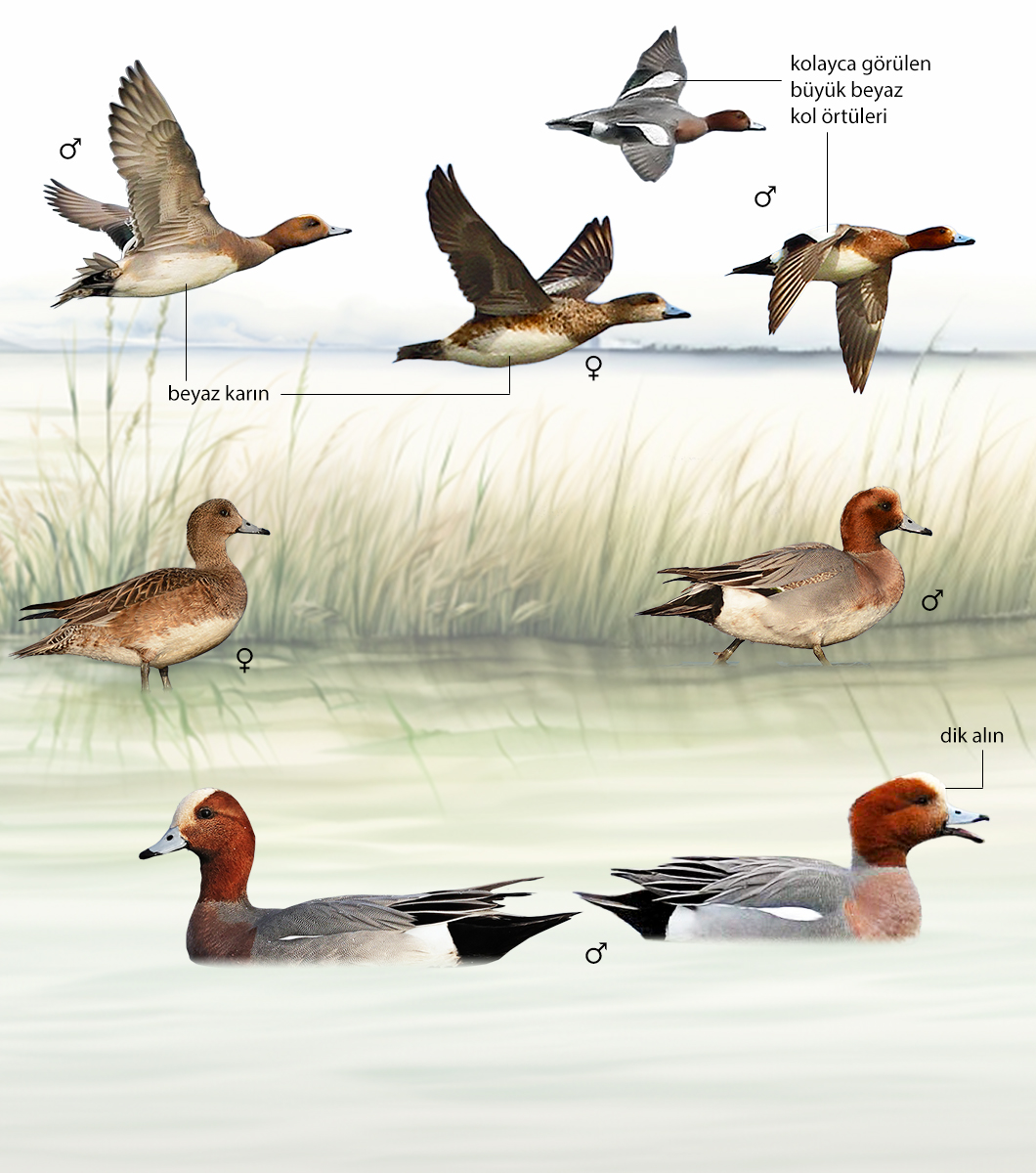 Eurasian Wigeon