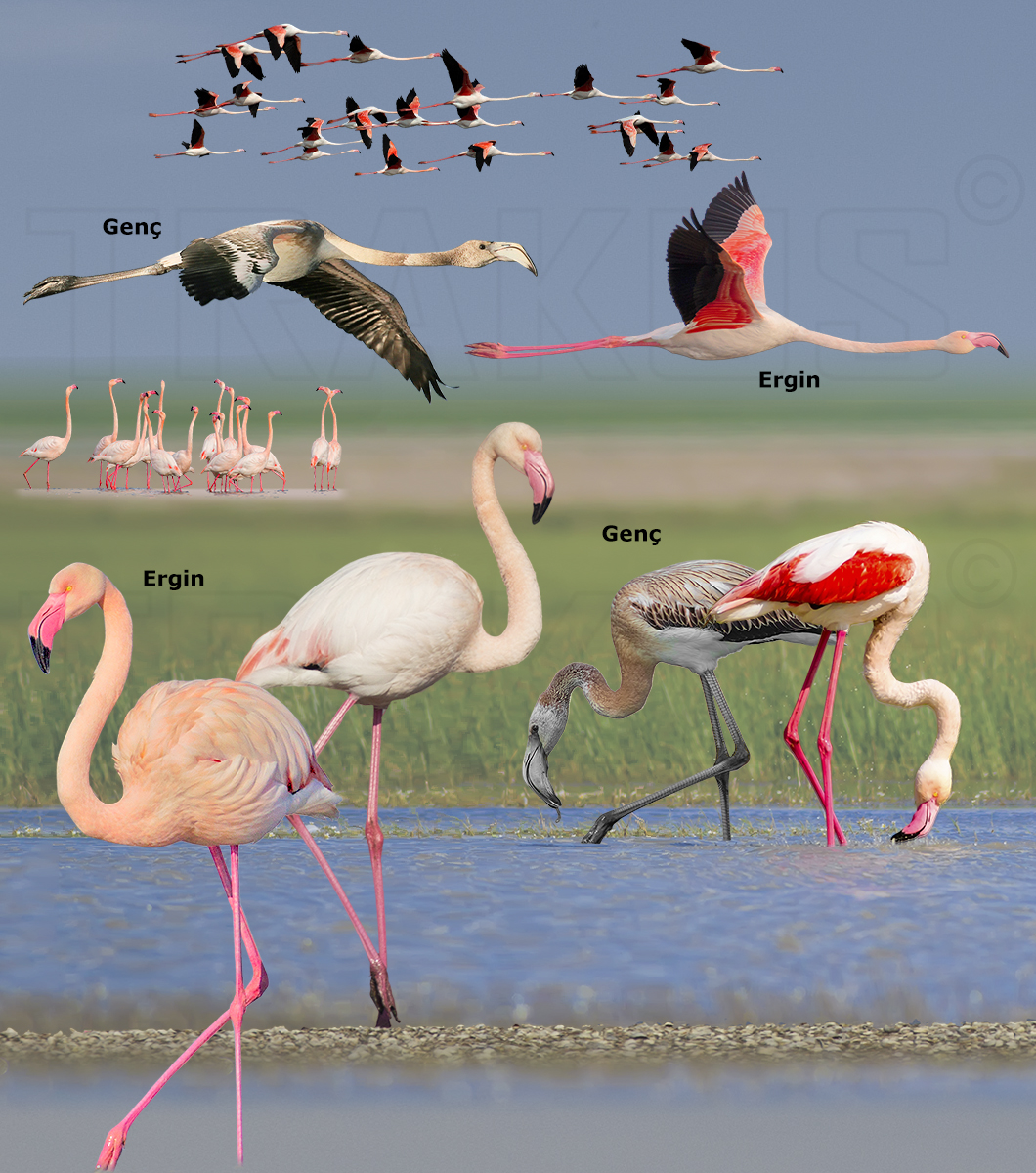 Flamingo