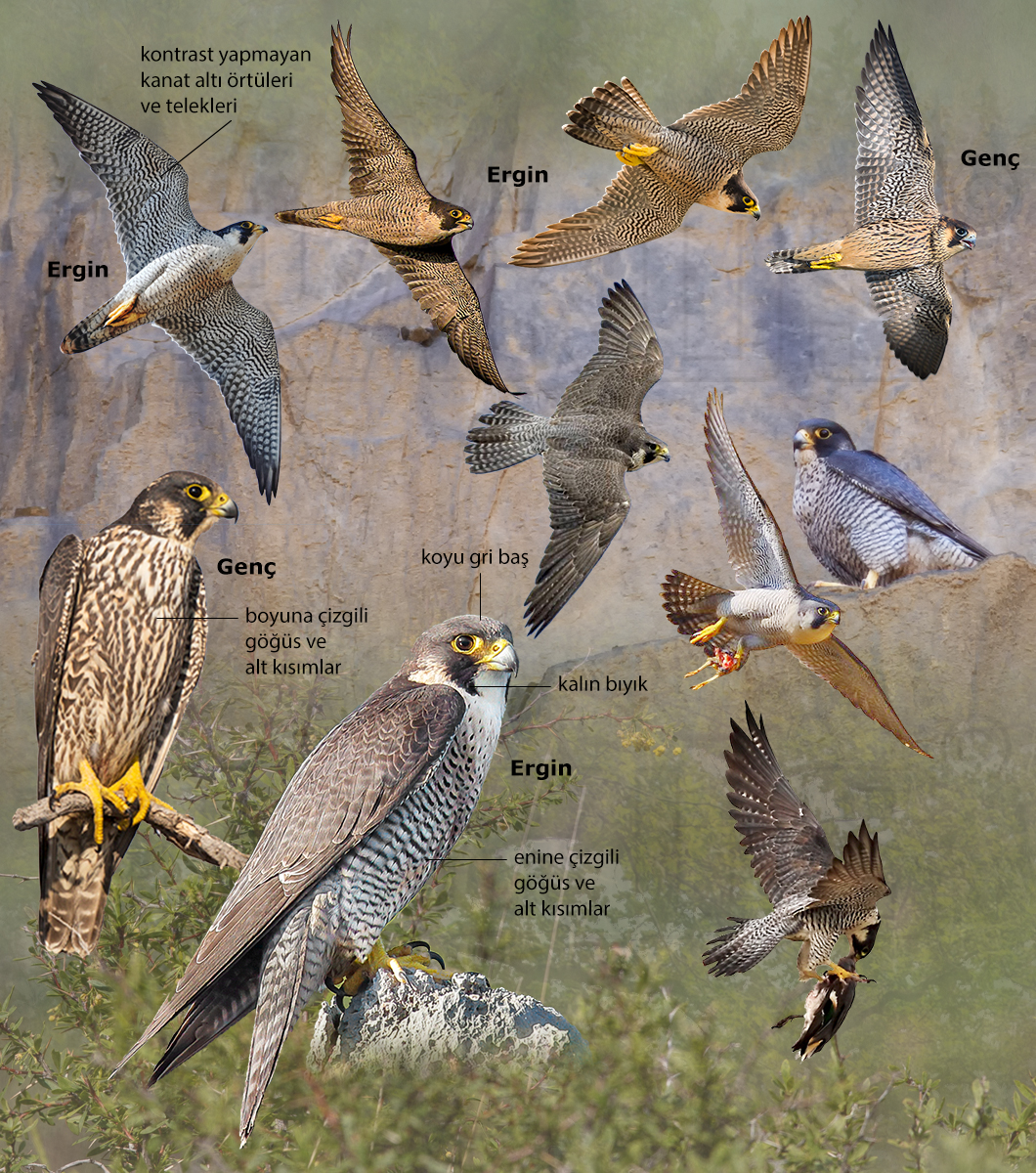 Peregrine Falcon