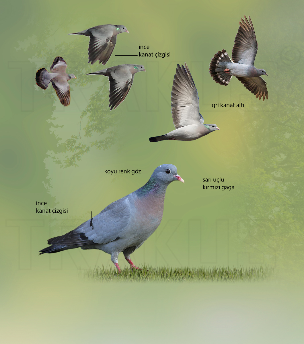Stock Dove