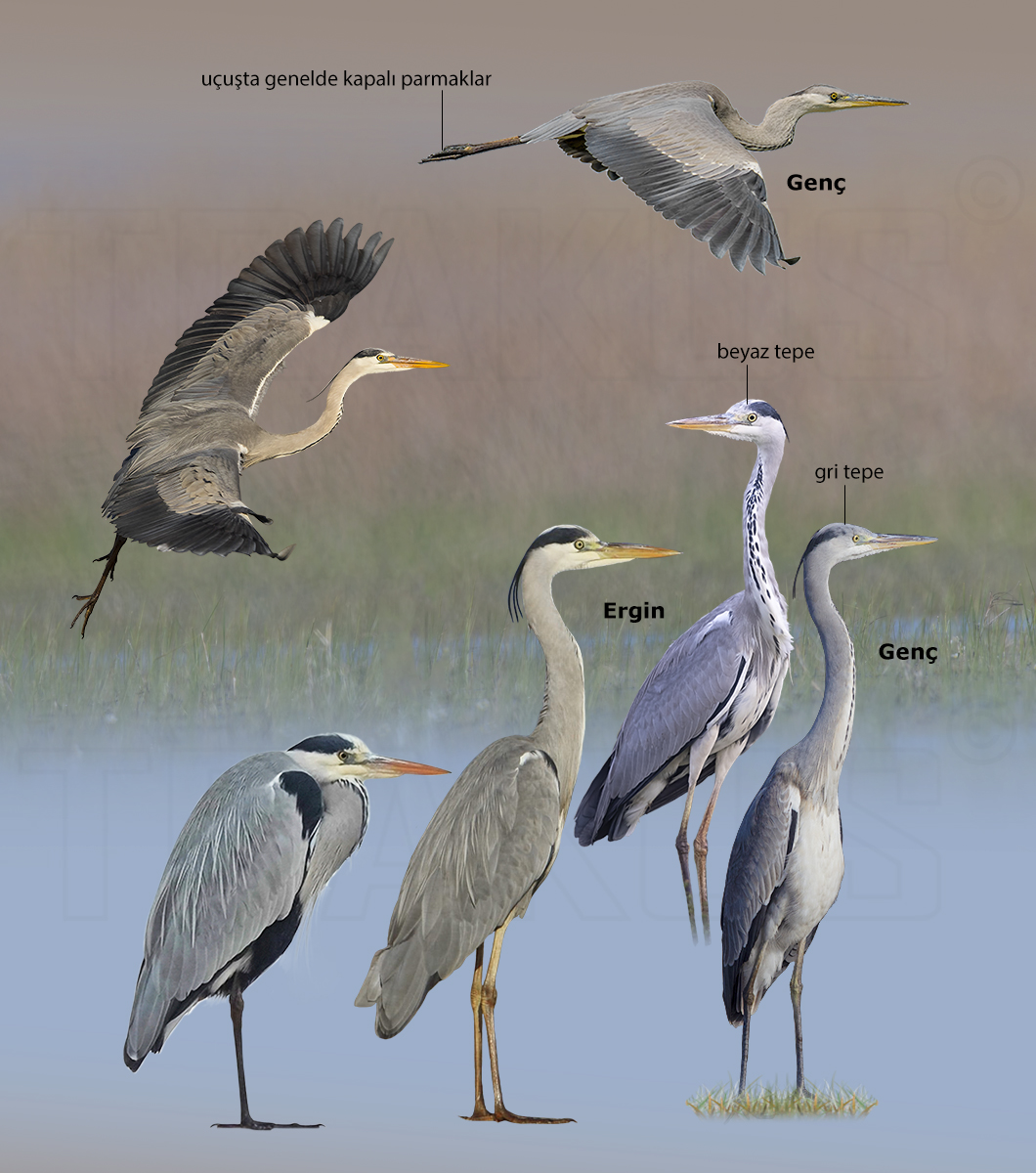 Grey Heron