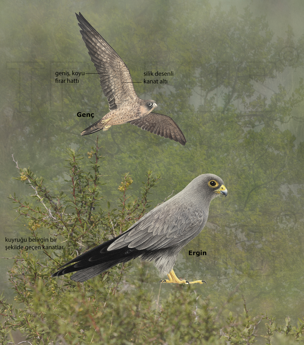 Sooty Falcon