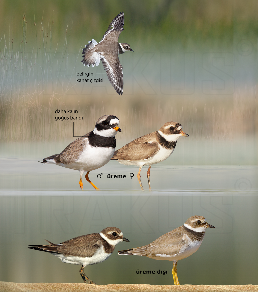 Common Ringed Plover