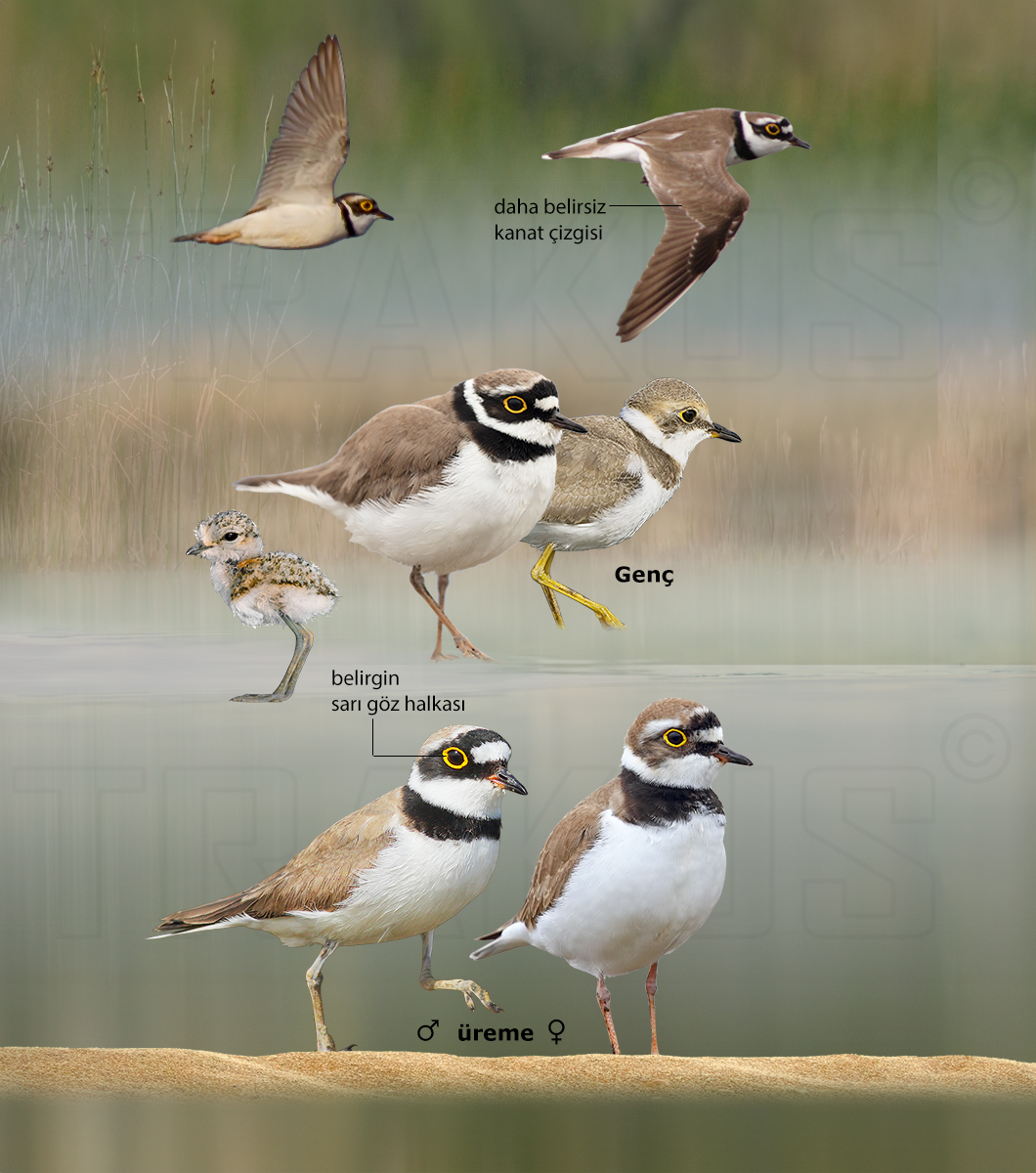 Little Ringed Plover