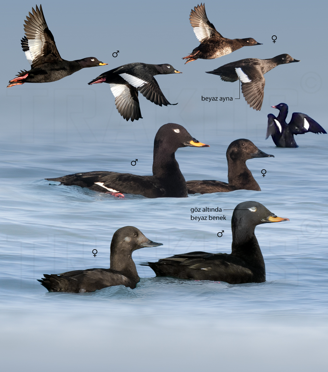Velvet Scoter