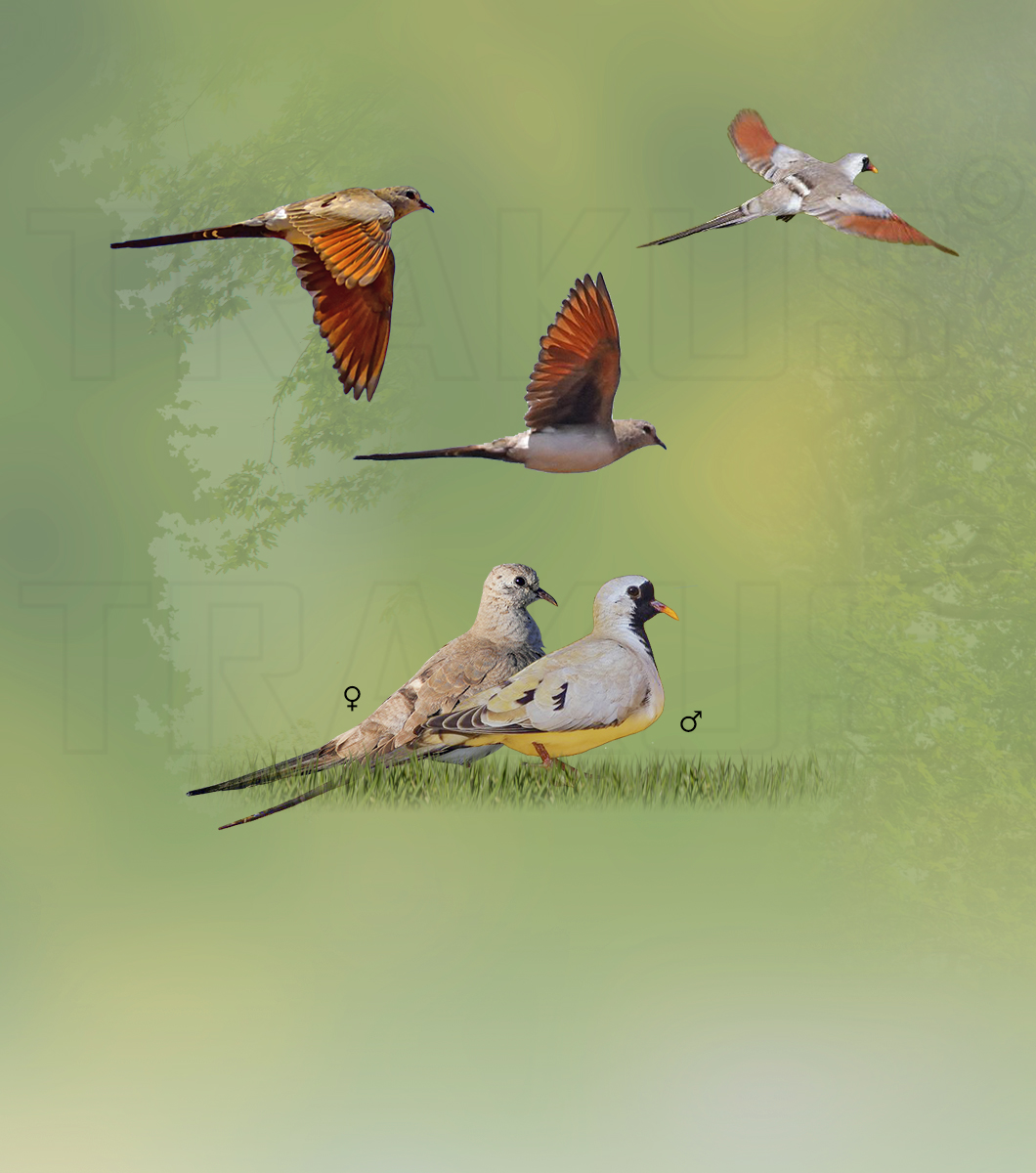 Namaqua Dove
