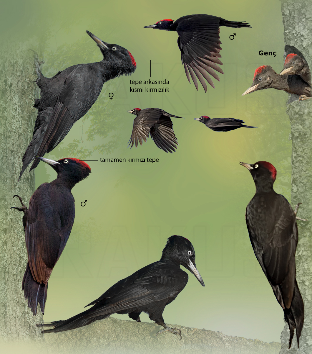 Black Woodpecker